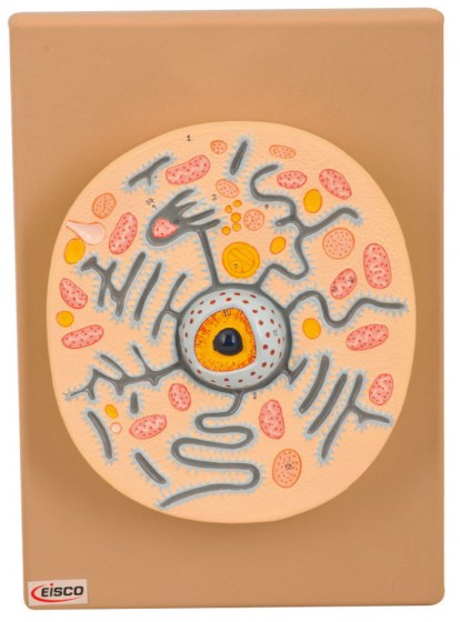 modele-cellule-animale