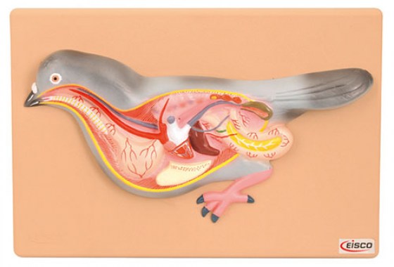 modele-dissection-pigeon