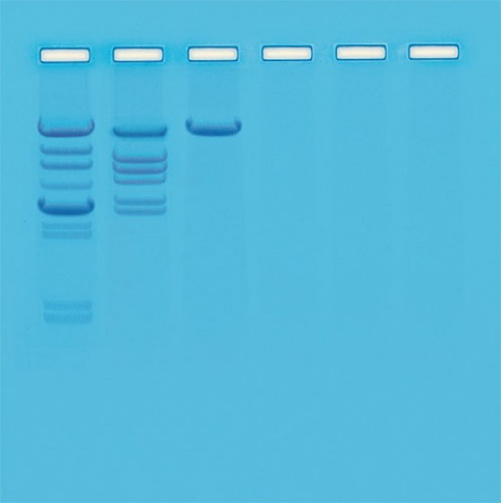schema-clivage-adn