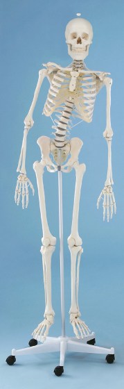 squeltte-flexible2